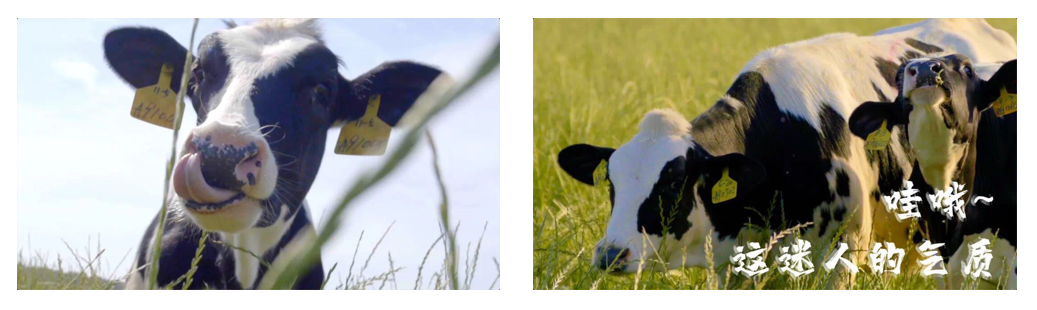 28圈丨天天一杯奶，幸福康健喝出来。。。！！