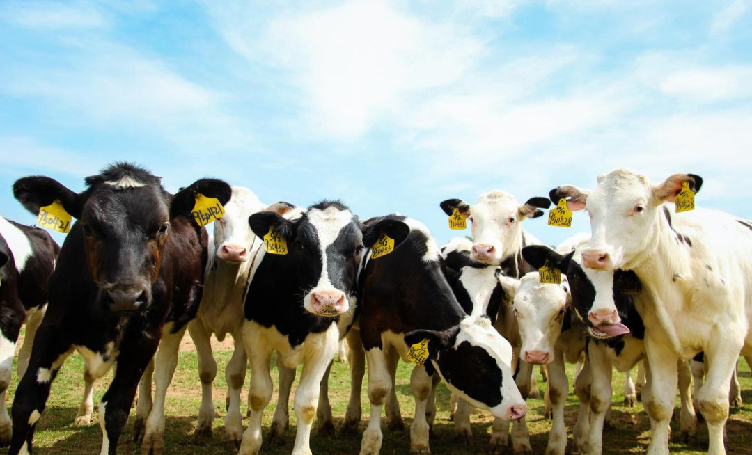 北京大学南南相助与开展学院教授、、、全球同伴关系主任周咏梅一行莅临28圈平舆瑞亚牧业旅行调研