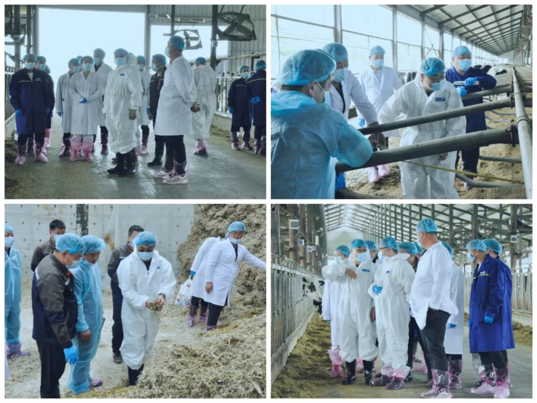 28圈丨国家奶牛工业手艺系统首席科学家、、、中国农业大学教授李胜利一行莅临28圈鲁山瑞亚旅行调研