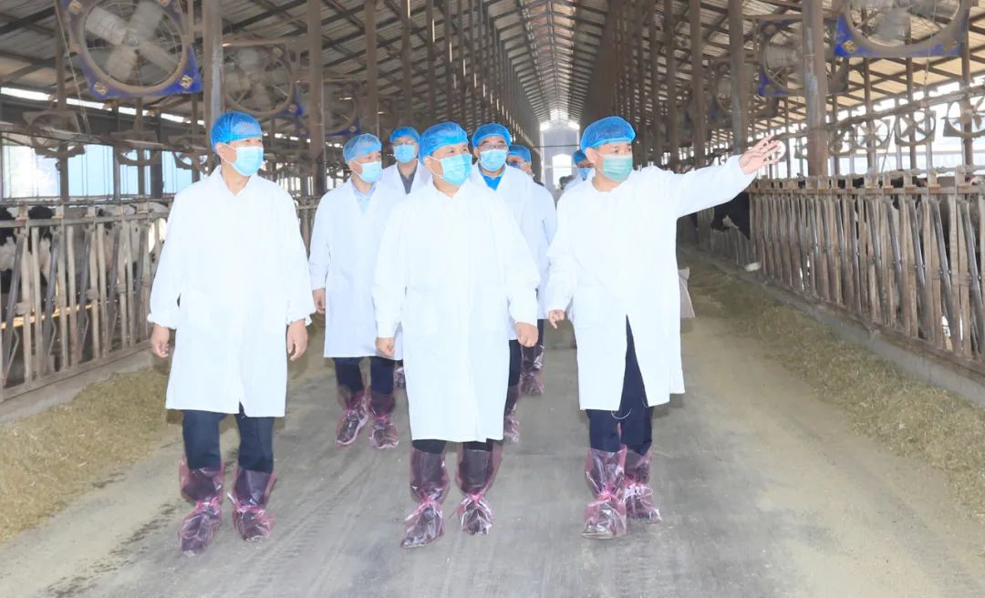 快讯丨河南省人民政府副省长武国定莅临28圈乳业集团瑞亚牧业调研奶源基地建设情形