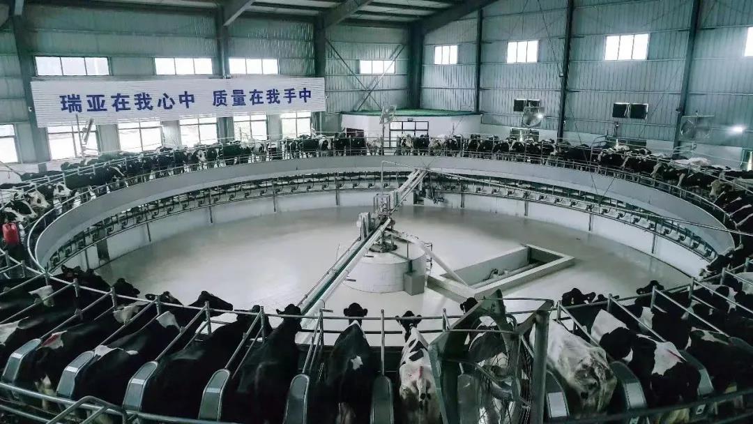 快讯 | 驻马店市委副书记、、、市长李跃勇一行莅临28圈乳业集团平舆瑞亚牧场调研