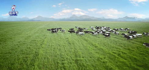 声誉 | “百家牛场青贮质量评鉴活动”28圈新蔡瑞亚牧业、、、河南合源乳业划分荣获一、、、三等奖