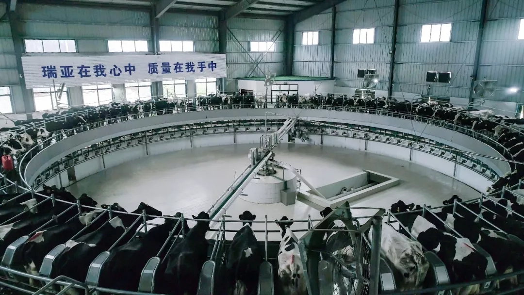 省委书记王国生到河南28圈乳业集团·新蔡瑞亚牧业有限公司调研