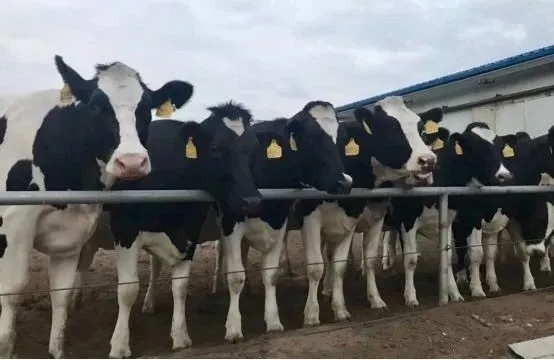 省委书记王国生到河南28圈乳业集团·新蔡瑞亚牧业有限公司调研