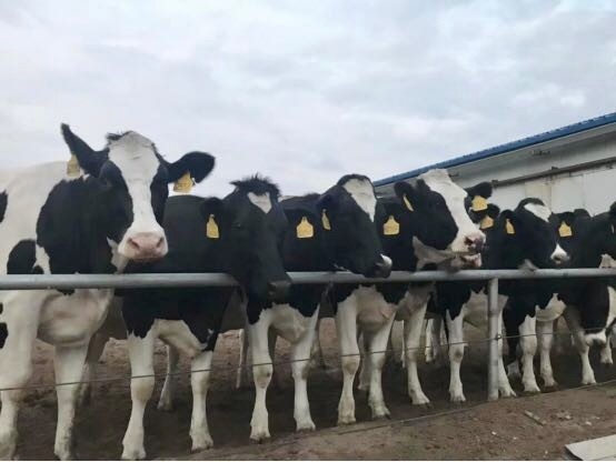 28圈乳业集团2019年花生秸秆招标通告